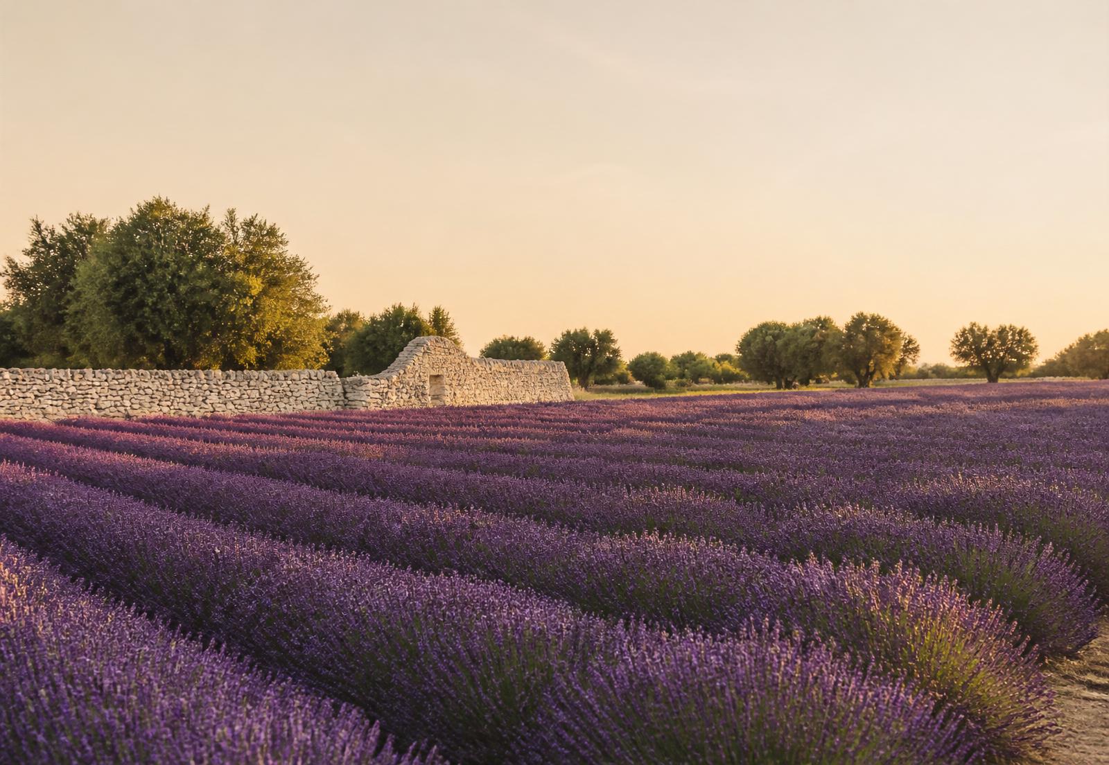 Campi di lavanda nel Salento al tramonto, con muretti a secco e ulivi